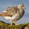 Surfbird